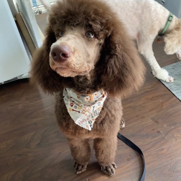 Meet your Posher, Amy - Picture 7 of 9